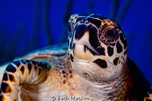 Hawsksbill Turtle by Beth Watson 